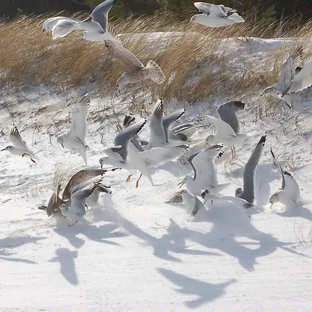 Sun Island * بابي